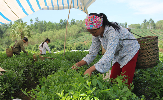Phát triển nhãn hiệu “Chè Yên Thế”