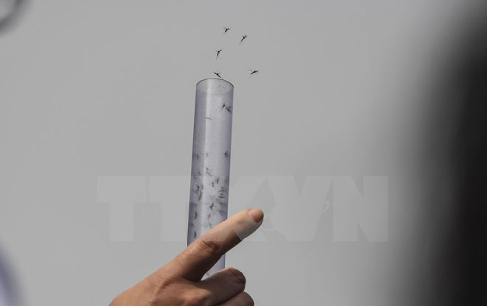 Mở rộng thí điểm ứng dụng muỗi Wolbachia để phòng sốt xuất huyết