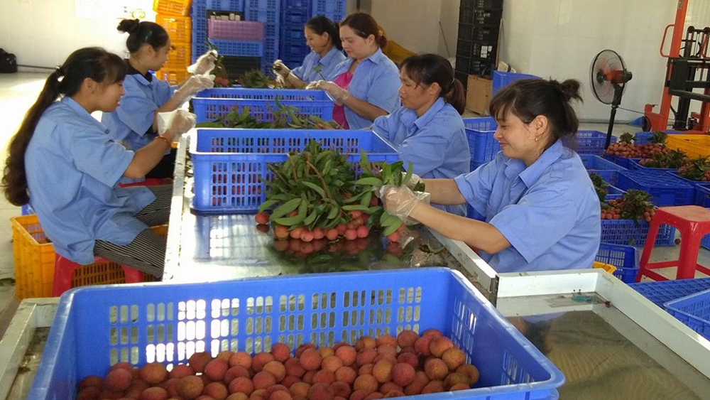 Ưu tiên hỗ trợ HTX đầu tư phát triển kết cấu hạ tầng