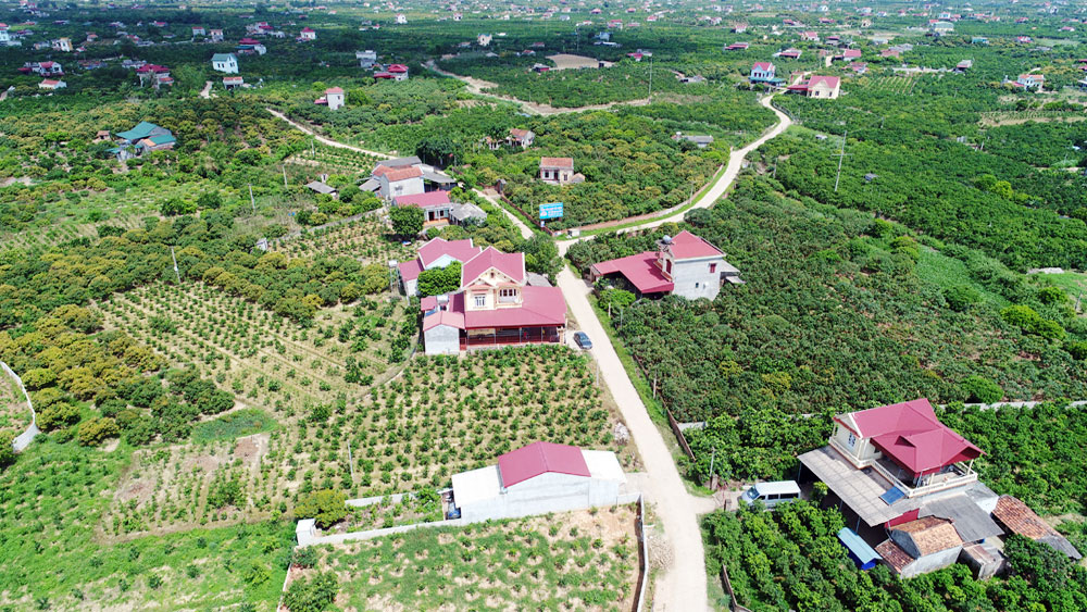 Lục Ngạn: Mùa quả ngọt cuối năm