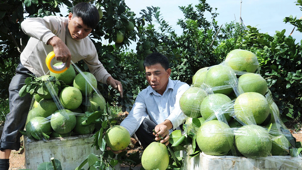 Ngày hội trái cây Lục Ngạn sẽ gây ấn tượng với du khách
