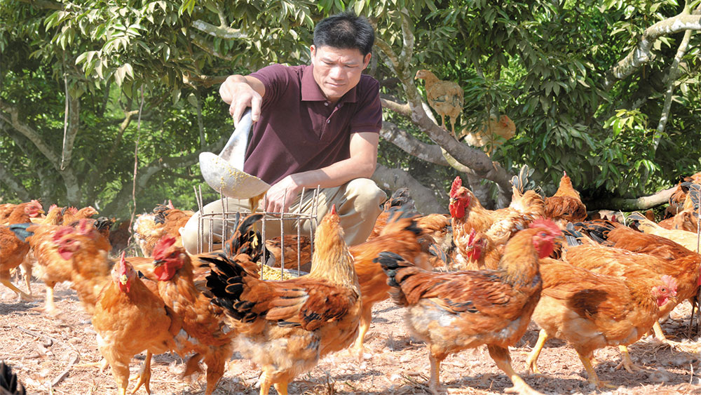 Phát triển thương hiệu gà đồi Yên Thế