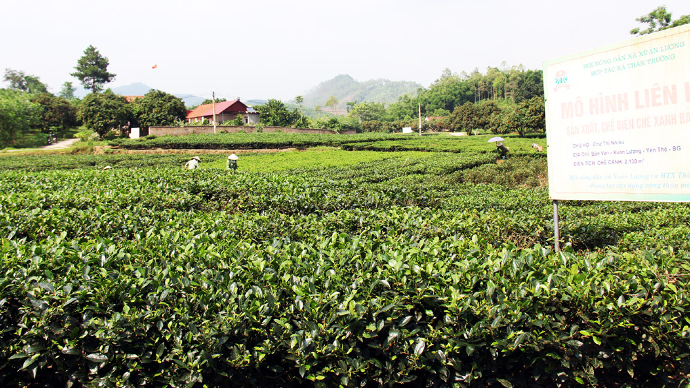 Xuân Lương, xanh những nương chè