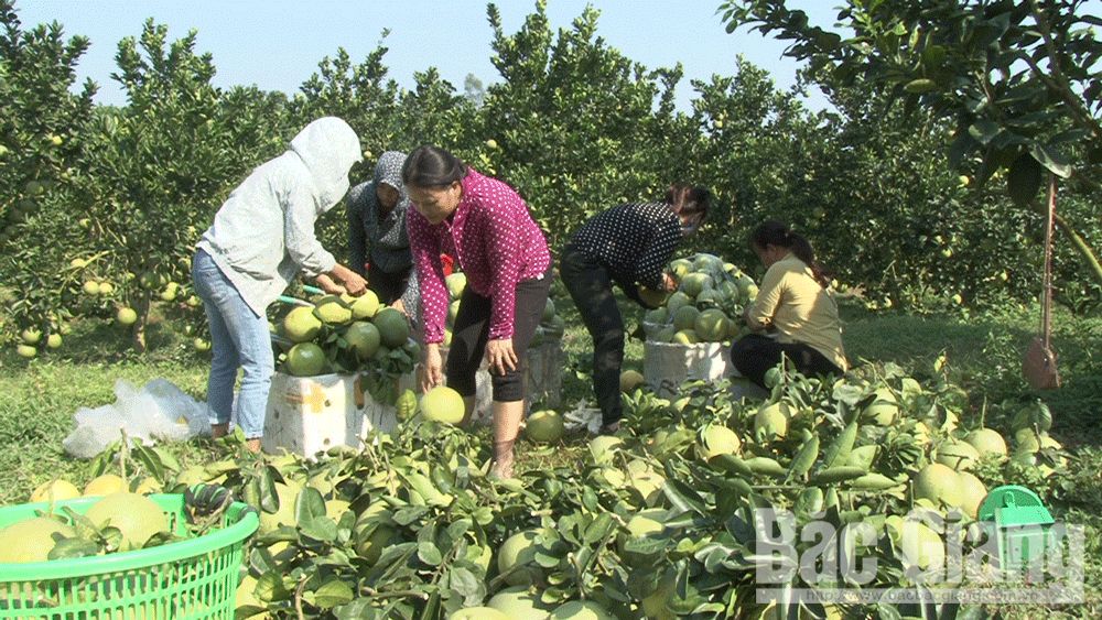 Tăng giá trị cho cây ăn quả có múi: Đột phá từ Mb6626.com ưu đãi độc quyền sạch