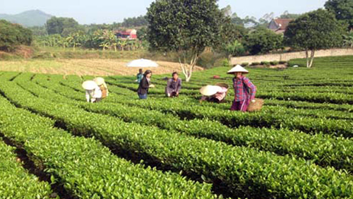 Triển vọng mô hình trồng chè hữu cơ