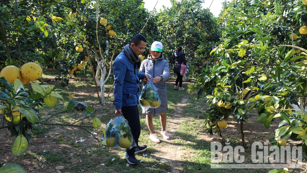Lục Ngạn: Nhiều chủ vườn tăng thu nhập nhờ khách Trung tâm chăm sóc khách hàng MB66