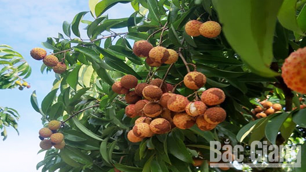 Quan tâm cung cấp đủ ẩm cho vải thiều