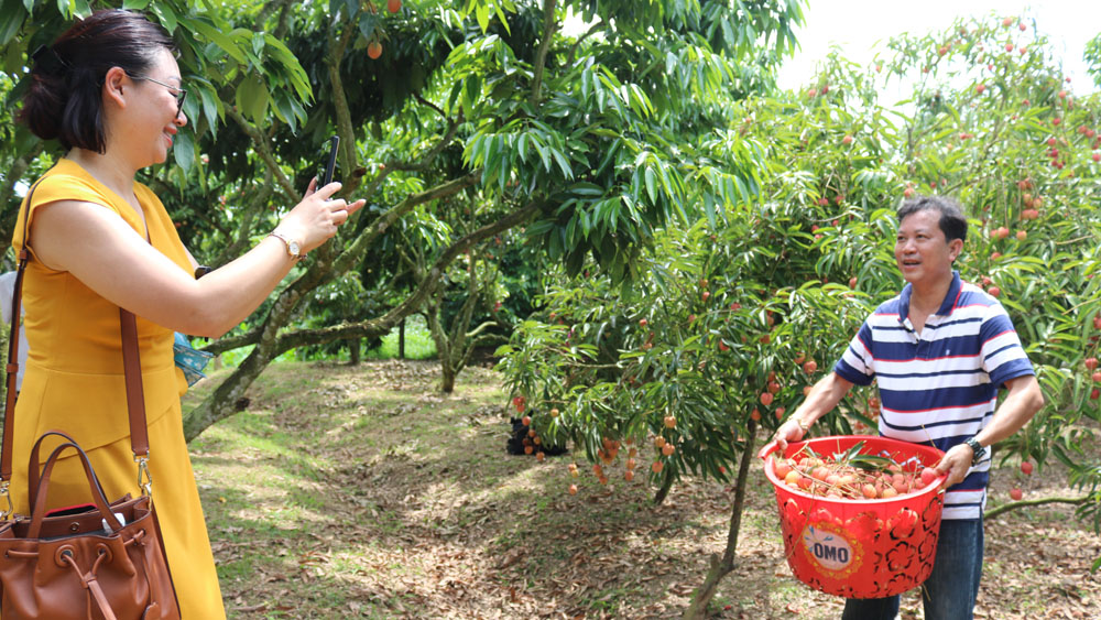 Du khách háo hức khám phá vườn vải chín