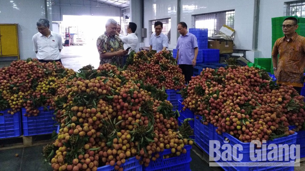 Xuất khẩu lô vải thiều Lục Ngạn đầu tiên sang Nhật Bản