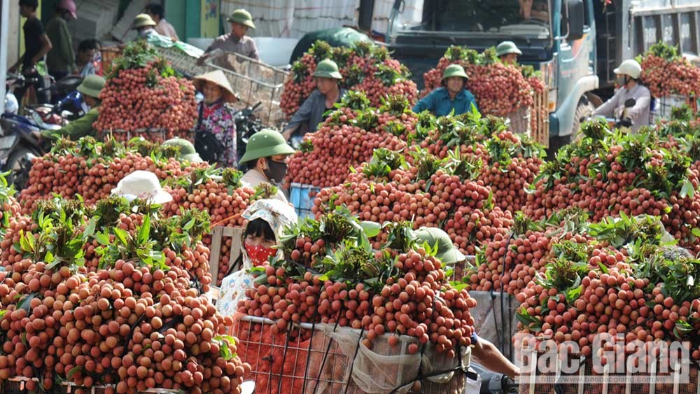Bắc Giang: Rộn ràng mùa vải thiều