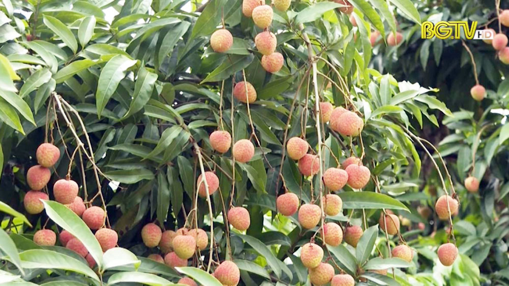 Vải thiều Bắc Giang đủ điều kiện xuất khẩu sang Nhật Bản