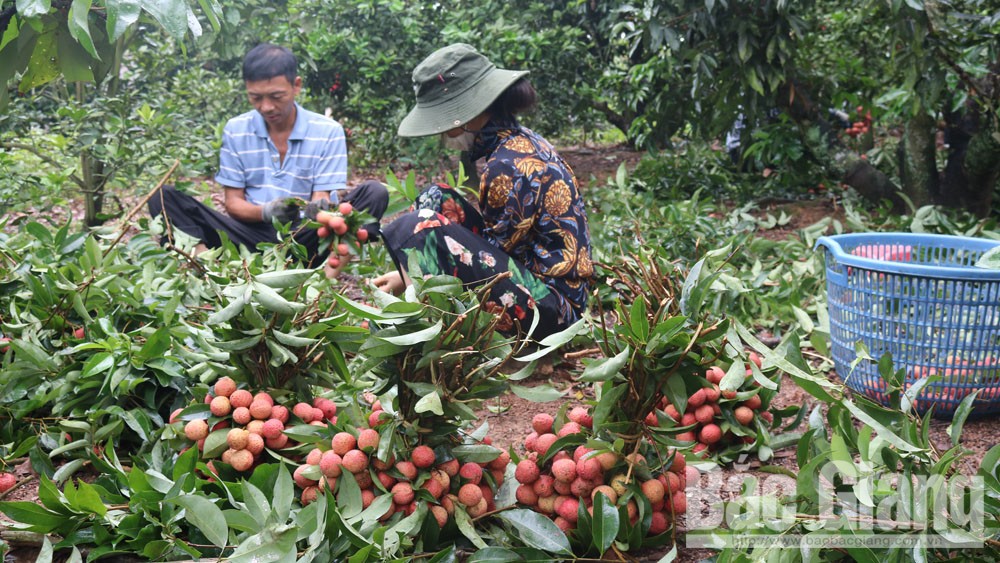 Nhiều Mb6623 Thiên đường trò chơi tiếp tục xuất khẩu vải thiều Bắc Giang sang thị trường Nhật Bản