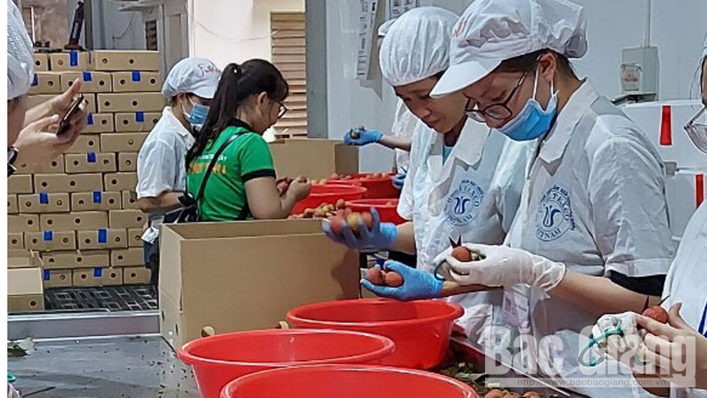 Lô vải thiều đầu tiên đã tới Nhật Bản vào sáng 20/6