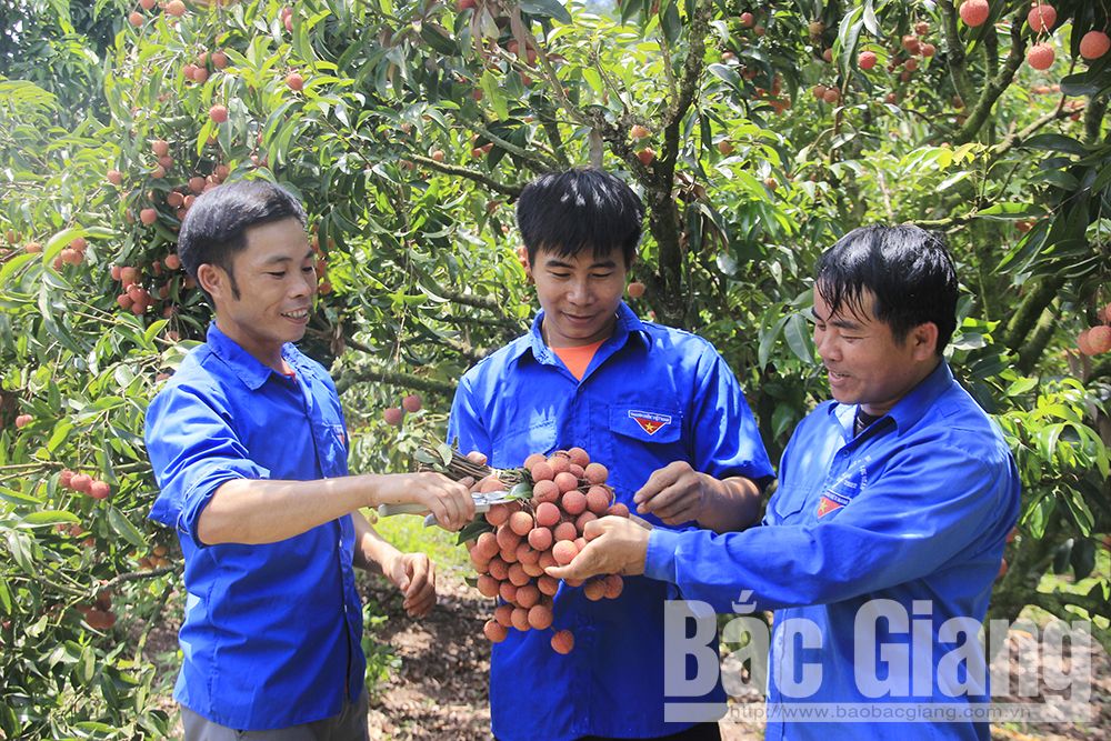 Mùa trái ngọt của thanh niên vùng hồ Cấm Sơn