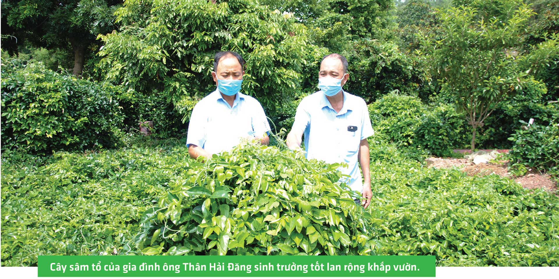 sâm nam núi dành, báu vật núi dành, sâm nam núi dành chỉ dẫn địa lý, bảo hộ sâm nam núi dành, sâm tân yên