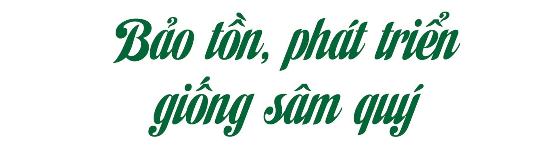 sâm nam núi dành, báu vật núi dành, sâm nam núi dành chỉ dẫn địa lý, bảo hộ sâm nam núi dành, sâm tân yên