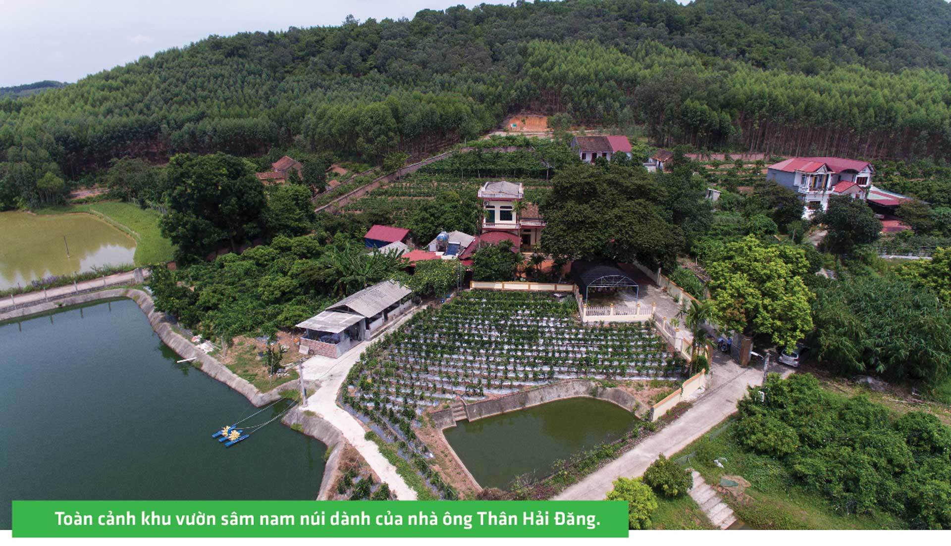 sâm nam núi dành, báu vật núi dành, sâm nam núi dành chỉ dẫn địa lý, bảo hộ sâm nam núi dành, sâm tân yên