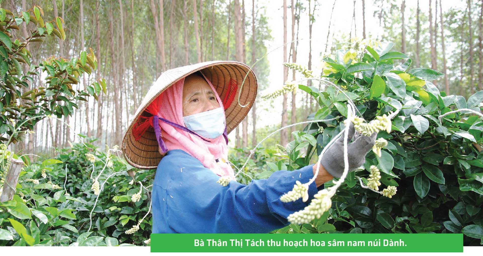 sâm nam núi dành, báu vật núi dành, sâm nam núi dành chỉ dẫn địa lý, bảo hộ sâm nam núi dành, sâm tân yên