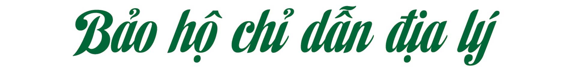 sâm nam núi dành, báu vật núi dành, sâm nam núi dành chỉ dẫn địa lý, bảo hộ sâm nam núi dành, sâm tân yên