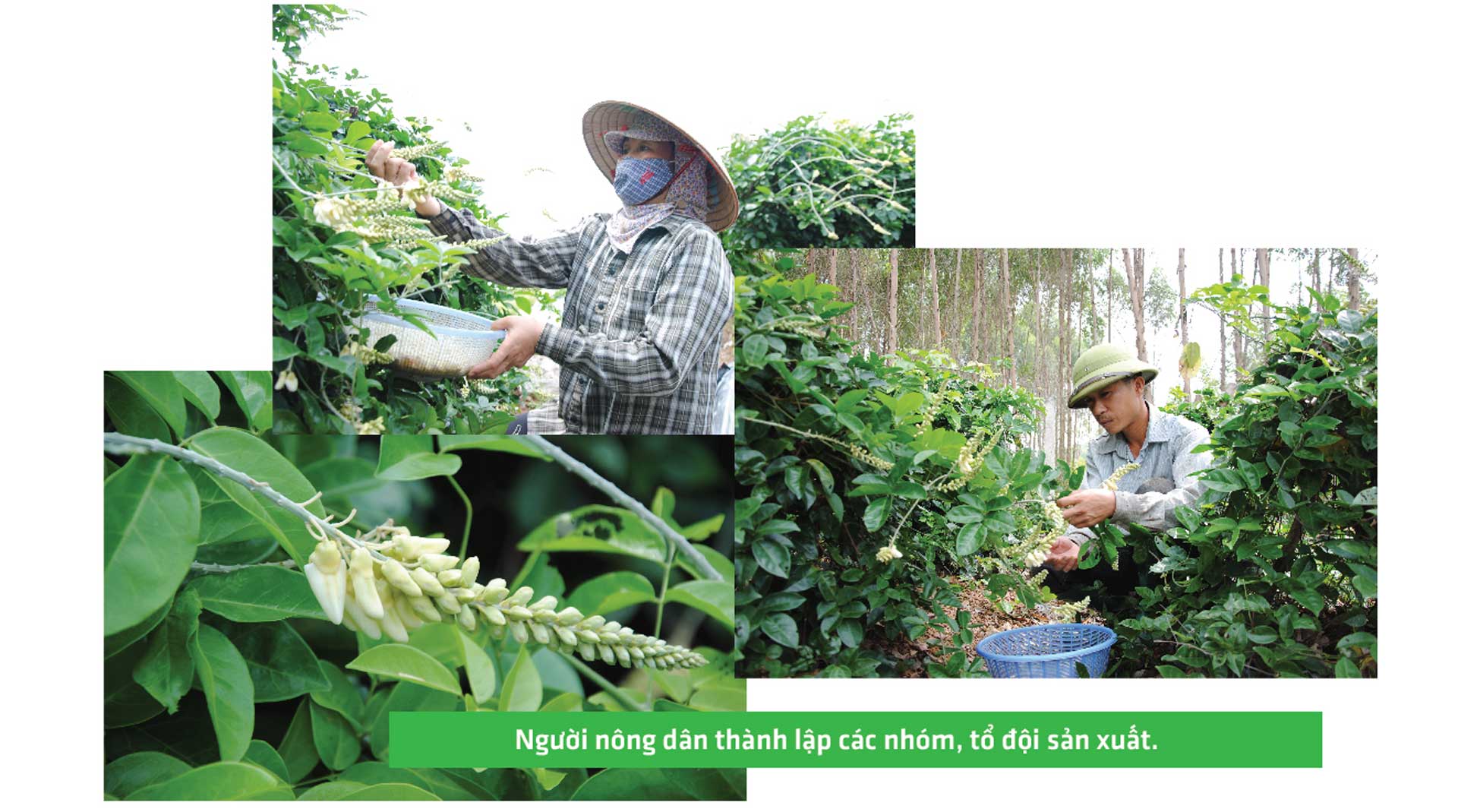 sâm nam núi dành, báu vật núi dành, sâm nam núi dành chỉ dẫn địa lý, bảo hộ sâm nam núi dành, sâm tân yên
