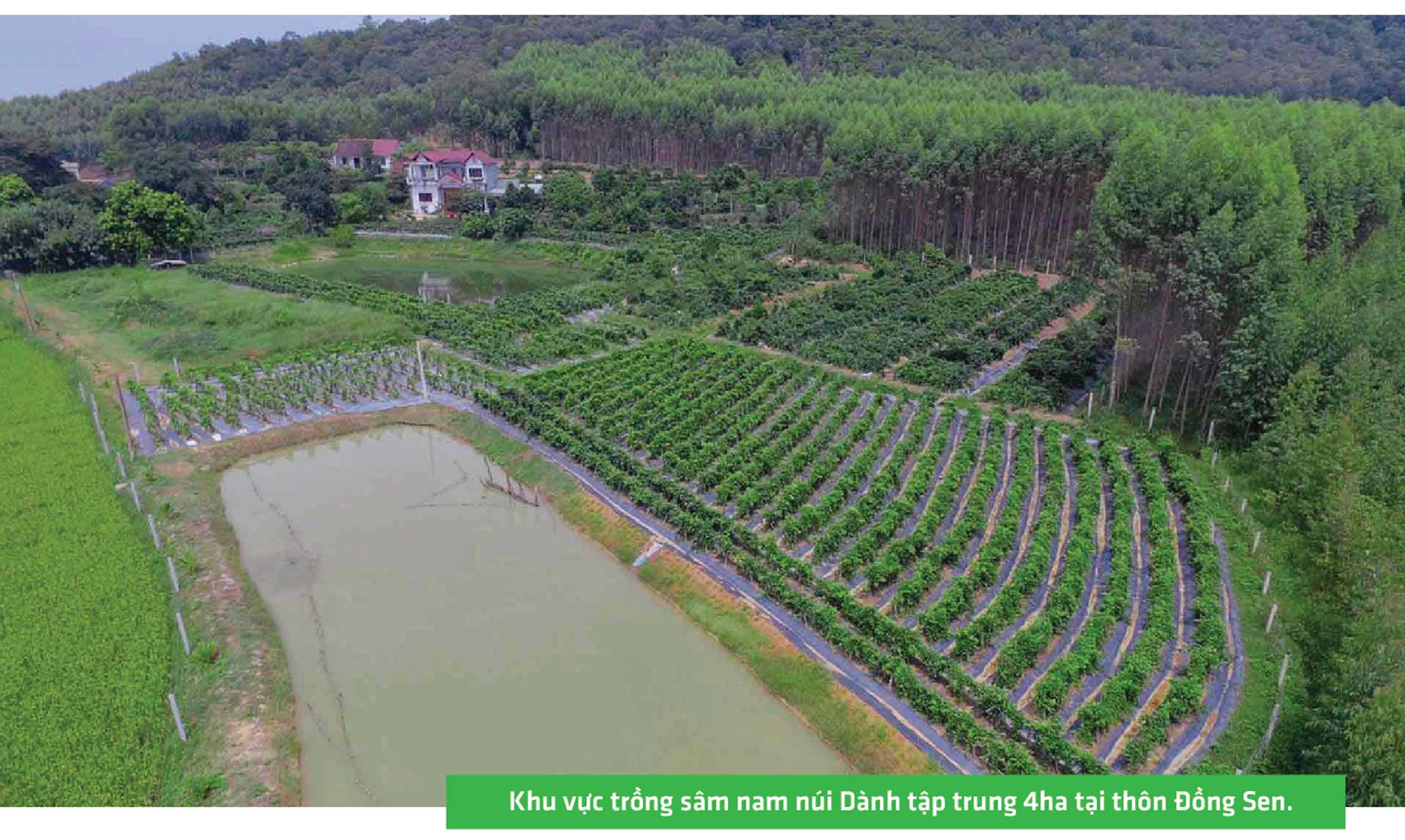 sâm nam núi dành, báu vật núi dành, sâm nam núi dành chỉ dẫn địa lý, bảo hộ sâm nam núi dành, sâm tân yên