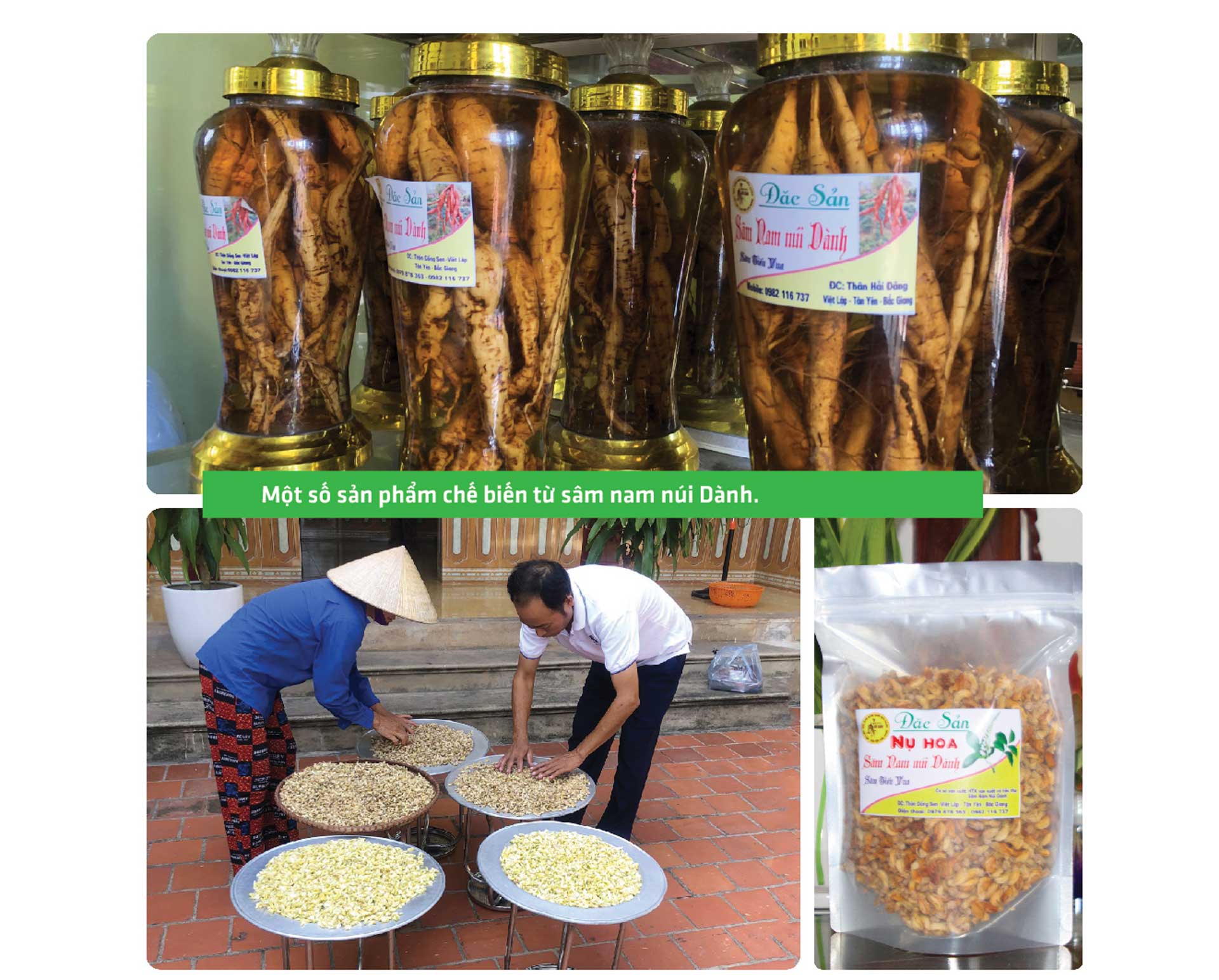 sâm nam núi dành, báu vật núi dành, sâm nam núi dành chỉ dẫn địa lý, bảo hộ sâm nam núi dành, sâm tân yên