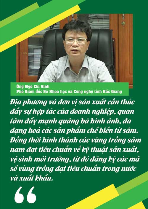 sâm nam núi dành, báu vật núi dành, sâm nam núi dành chỉ dẫn địa lý, bảo hộ sâm nam núi dành, sâm tân yên