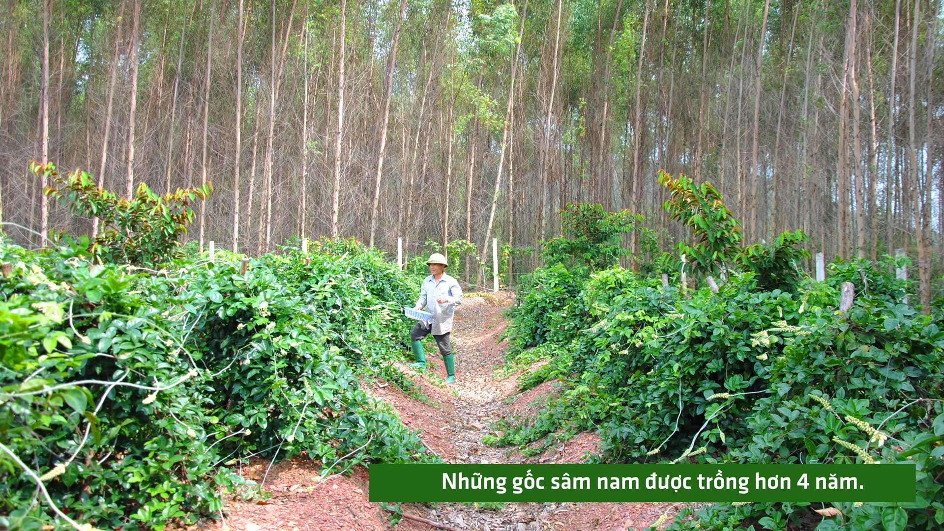 sâm nam núi dành, báu vật núi dành, sâm nam núi dành chỉ dẫn địa lý, bảo hộ sâm nam núi dành, sâm tân yên