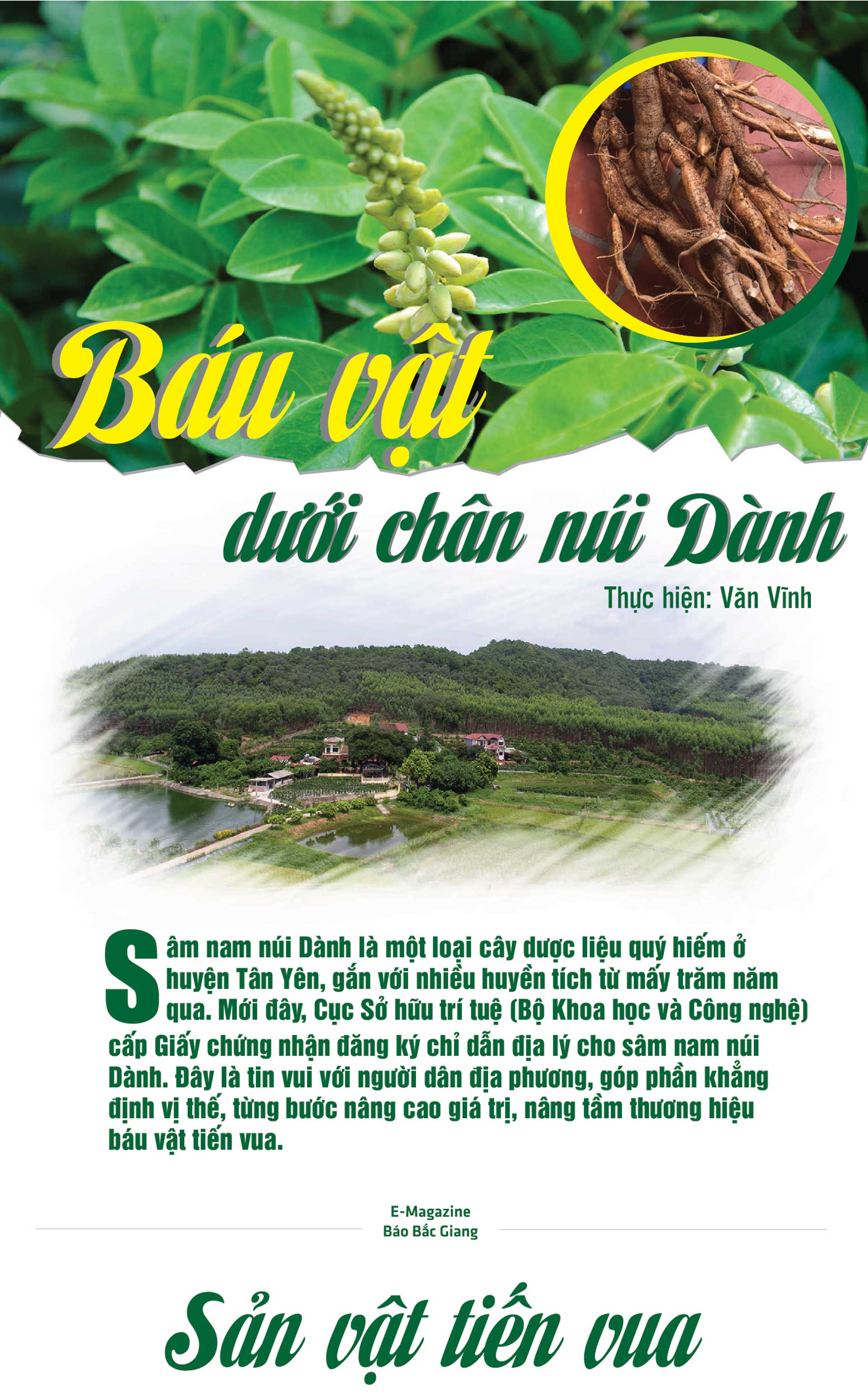 sâm nam núi dành, báu vật núi dành, sâm nam núi dành chỉ dẫn địa lý, bảo hộ sâm nam núi dành, sâm tân yên