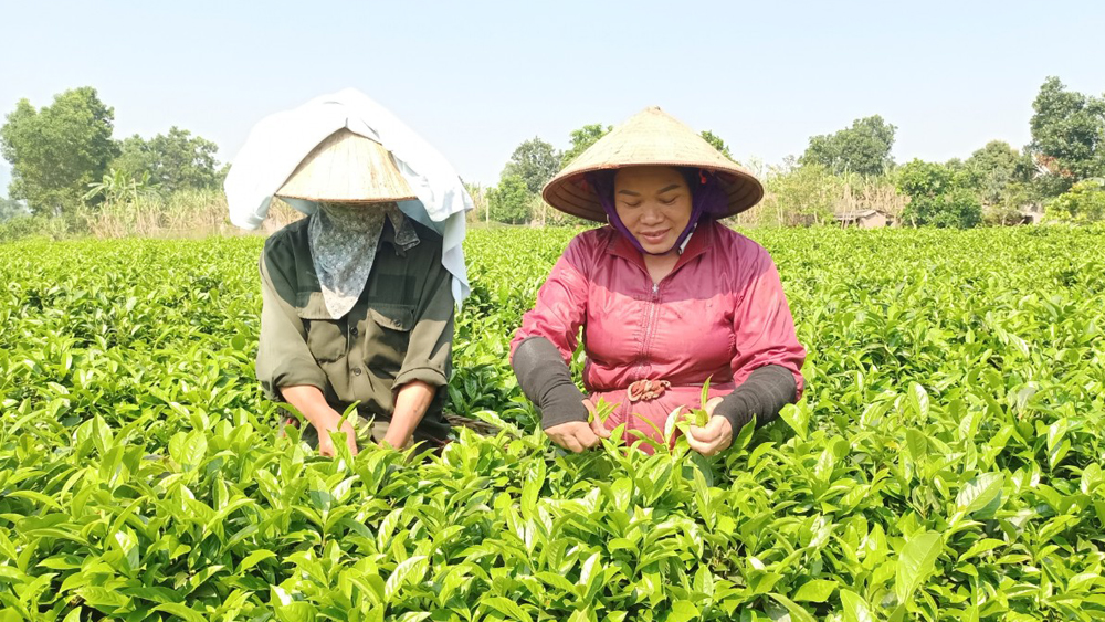 Sơn Động : Khuyến mãi Mocbai sản phẩm  đặc trưng chè Bát Tiên