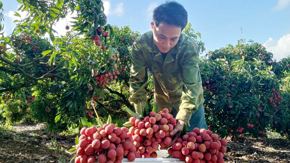 Bắc Giang: Xuất khẩu vải thiều sang nhiều thị trường mới