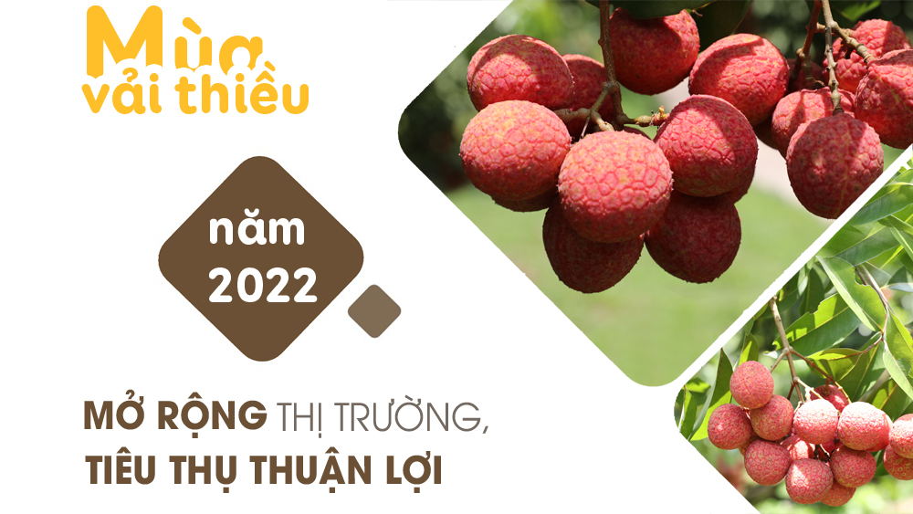 Mùa vải thiều năm 2022: Mở rộng thị trường, tiêu thụ thuận lợi