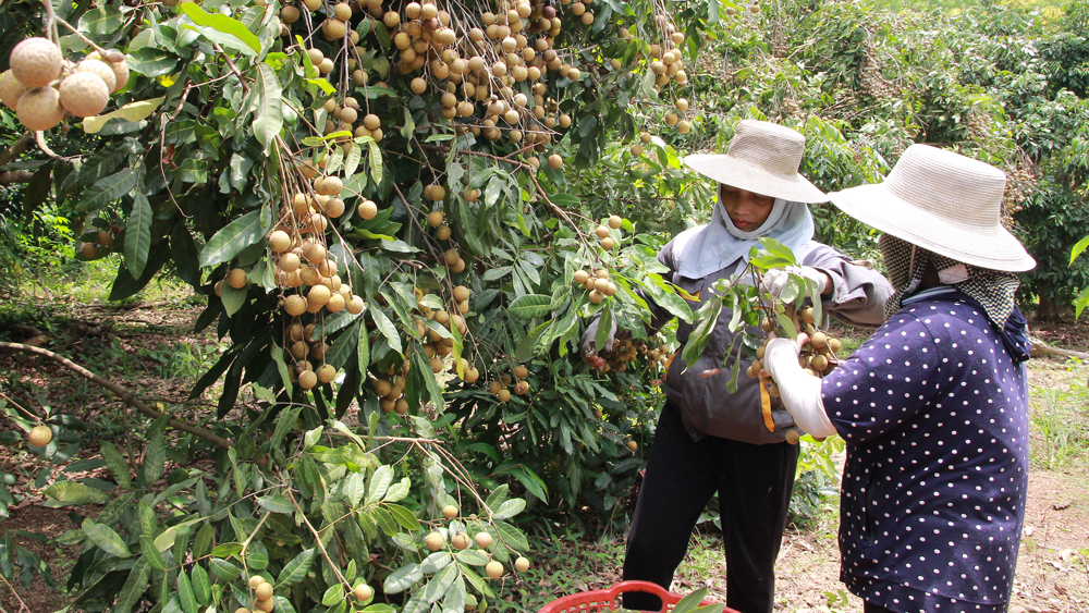 Lục Nam (Bắc Giang) nâng cao hiệu quả kinh tế MB66 là nhà cái uy tín hàng đầu Việt Nam