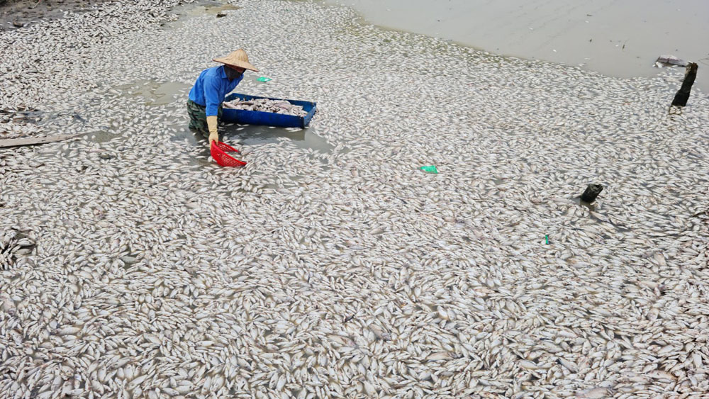 Bắc Giang: Phun thuốc diệt ốc bươu vàng làm cá chết hàng loạt