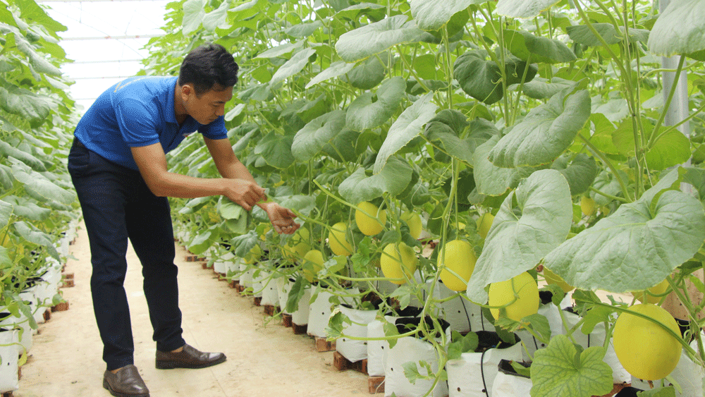 Hỗ trợ khởi nghiệp và giải quyết việc làm cho thanh niên