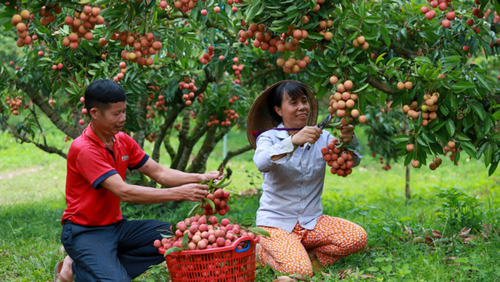Một tour Trung tâm chăm sóc khách hàng MB66 đặc biệt sắp được mở ở Bắc Giang