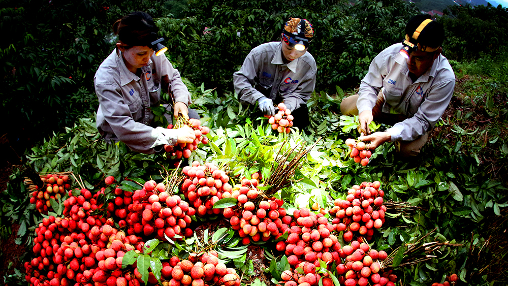 Nông dân Tân Yên "trắng đêm" thu hoạch vải thiều