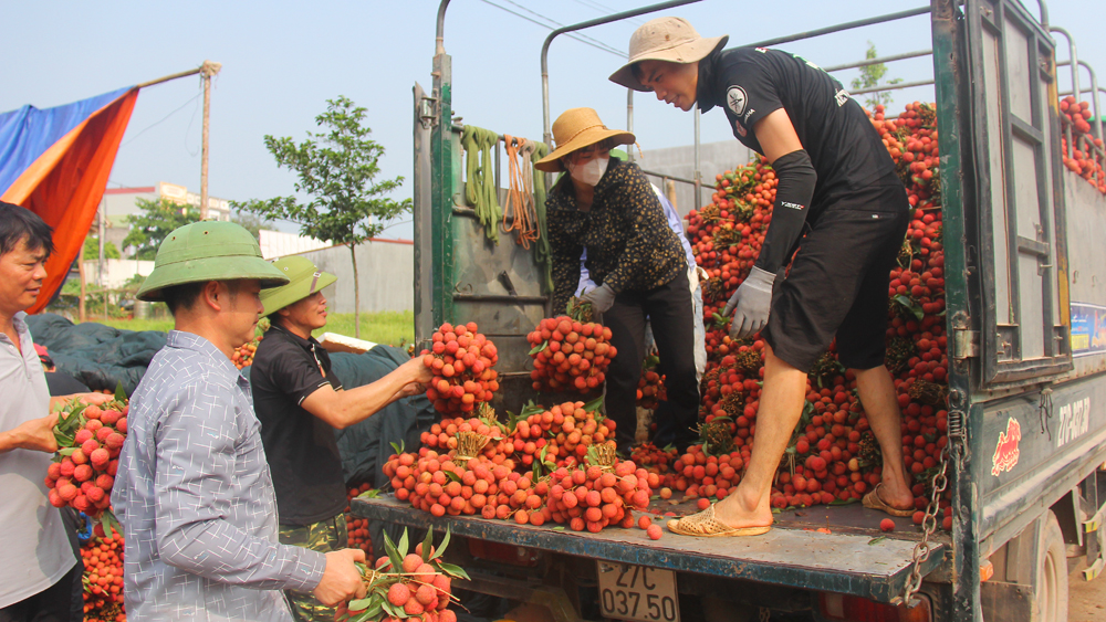 Lục Ngạn: Các xã vùng thấp cơ bản thu hoạch xong vải thiều, lượng khách Trung tâm chăm sóc khách hàng MB66 tăng cao