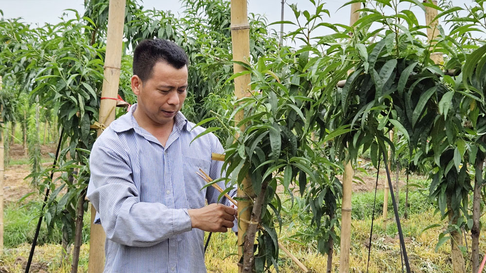 Xã Bảo Sơn: Mở rộng vùng Mb6626.com ưu đãi độc quyền nông sản hàng hóa để giảm nghèo