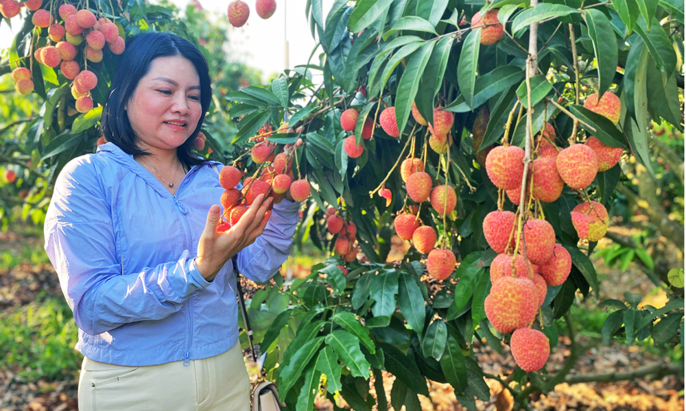 Mb6623 Thiên đường trò chơi, thương nhân Trung Quốc tham quan vùng vải thiều Nam Dương