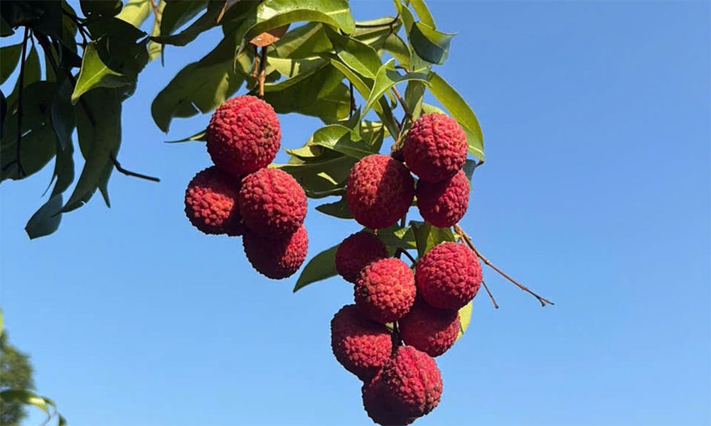Seedless lychee prices surge to $30 per kg after extreme weather ravages harvest