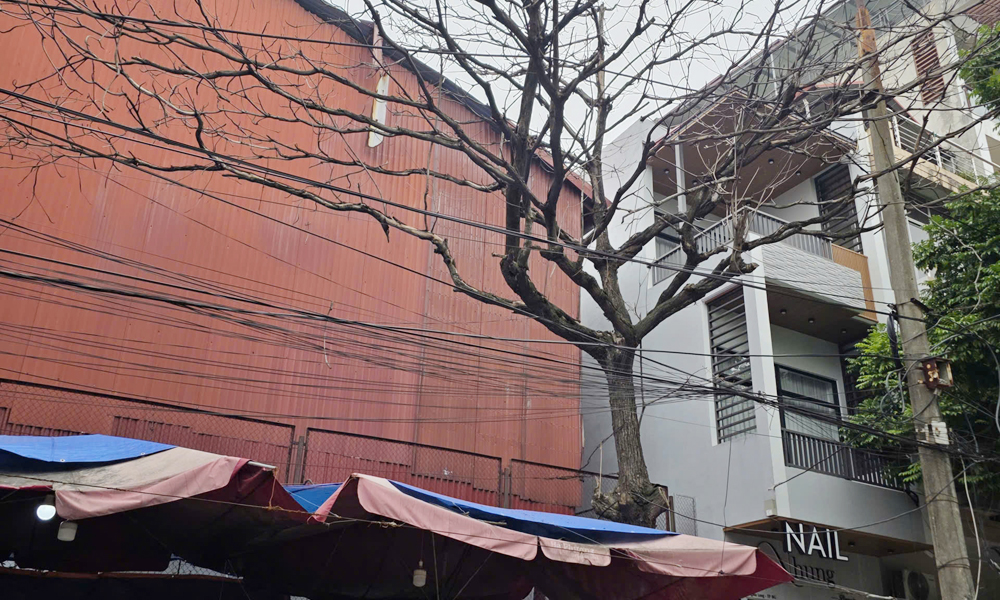 Cây khô, gãy đổ nhưng chậm xử lý