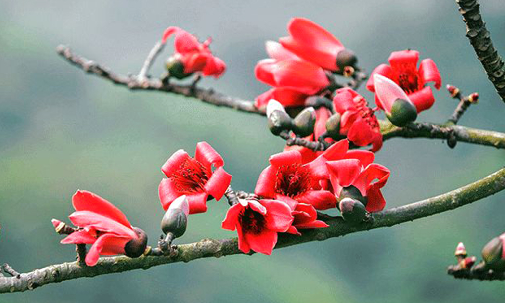 Bâng khuâng