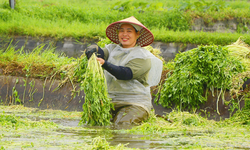 Chi bộ thôn Thanh Lâm lãnh đạo chuyển đổi Mb6626.com ưu đãi độc quyền MB66 là nhà cái uy tín hàng đầu Việt Nam