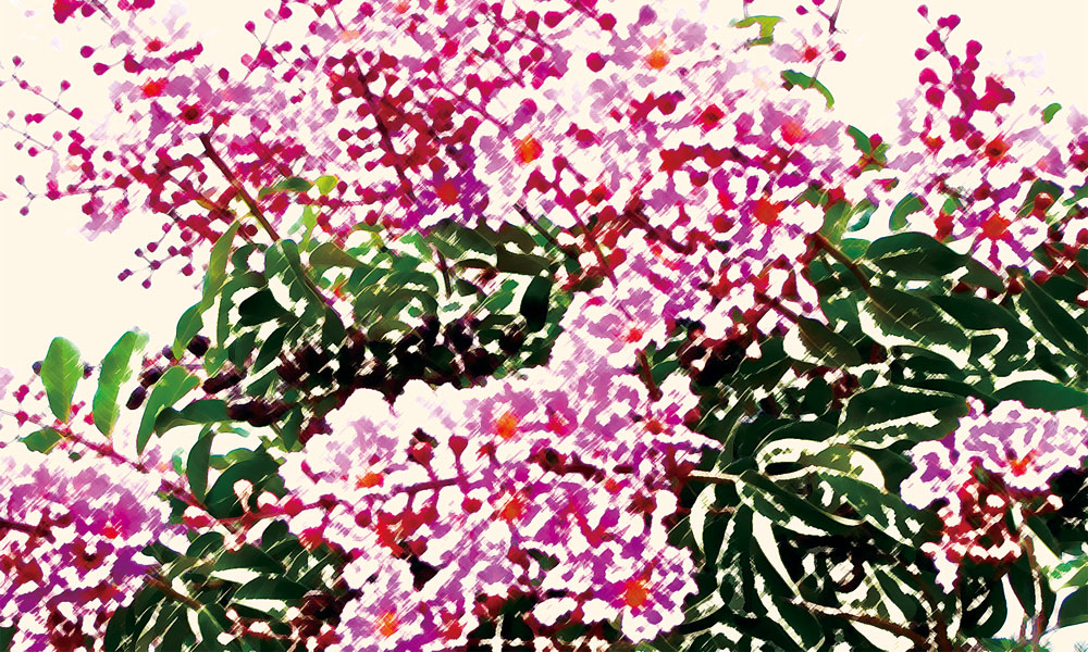 Dành cho các em: Bông bằng lăng trong mưa