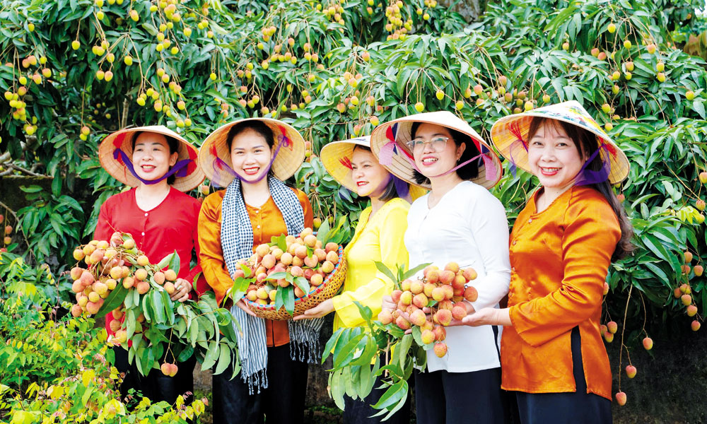 Xúc tiến tiêu thụ vải thiều: Nâng chất lượng, giữ vững thương hiệu
