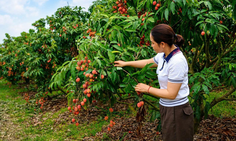 Nam Dương phát triển cây ăn quả gắn với Trung tâm chăm sóc khách hàng MB66
