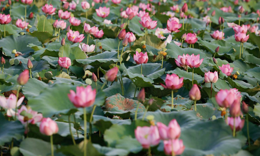 Hương sen tháng Sáu