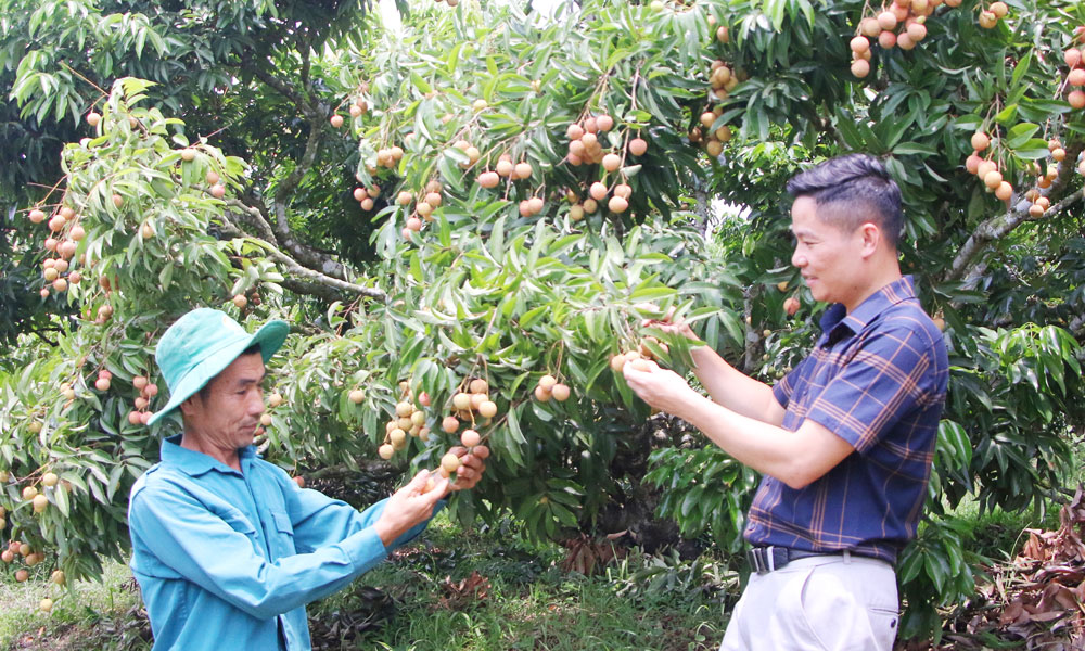 Khi vải thiều có “hộ chiếu số”