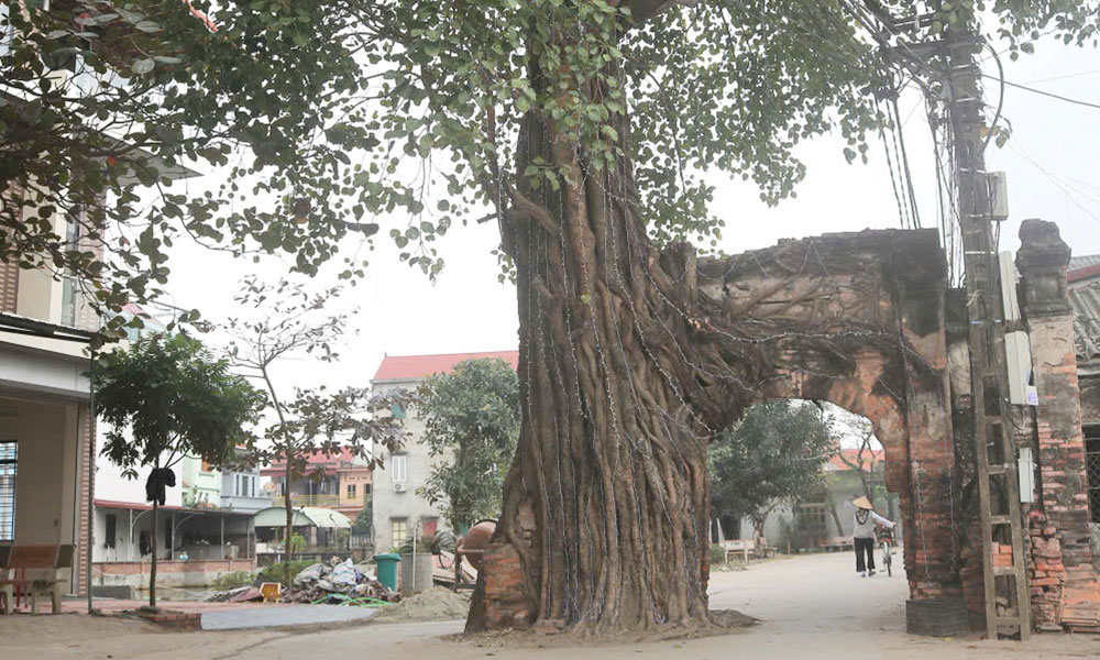 Thân thương một bóng cổng làng